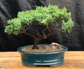 Juniper Bonsai Tree - Trained <br><i>(juniper procumbens nana)</i>