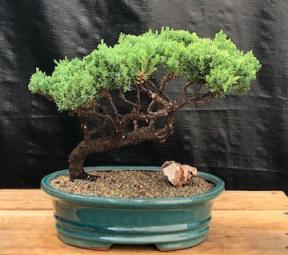 Juniper Bonsai Tree - Trained <br><i>(juniper procumbens nana)</i>