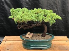 Juniper Bonsai Tree - Trained <br><i>(juniper procumbens nana)</i>