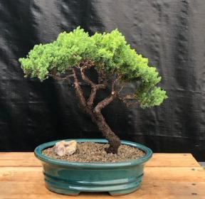 Juniper Bonsai Tree - Trained <br><i>(juniper procumbens nana)</i>