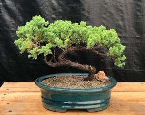 Juniper Bonsai Tree - Trained <br><i>(juniper procumbens nana)</i>