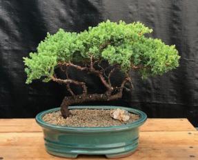 Juniper Bonsai Tree - Trained <br><i>(juniper procumbens nana)</i>