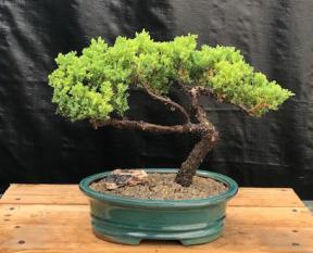 Juniper Bonsai Tree - Trained <br><i>(juniper procumbens nana)</i>