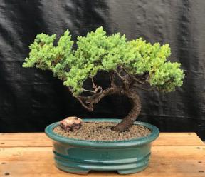 Juniper Bonsai Tree - Trained <br><i>(juniper procumbens nana)</i>