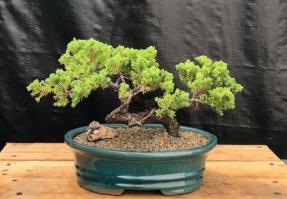 Juniper Bonsai Tree - Trained <br><i>(juniper procumbens nana)</i>