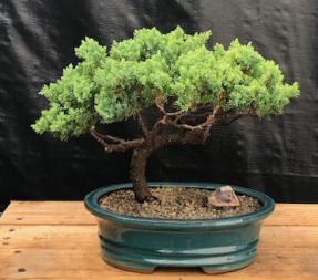 Juniper Bonsai Tree - Trained <br><i>(juniper procumbens nana)</i>