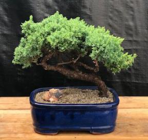 Juniper Bonsai Tree - Trained <br><i>(juniper procumbens nana)</i>