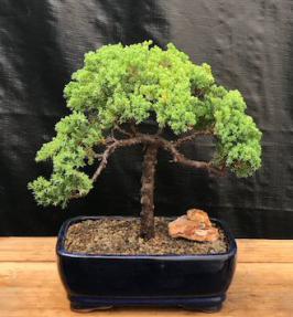 Juniper Bonsai Tree - Trained <br><i>(juniper procumbens nana)</i>