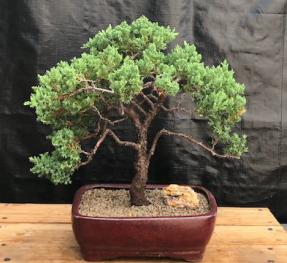 Juniper Bonsai Tree - Trained <br><i>(juniper procumbens nana)</i>