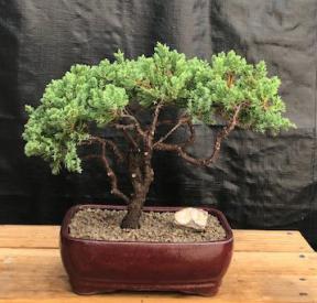 Juniper Bonsai Tree - Trained <br><i>(juniper procumbens nana)</i>