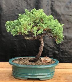 Juniper Bonsai Tree - Trained <br><i>(juniper procumbens nana)</i>