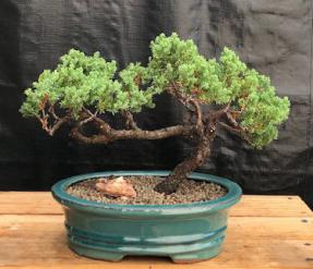 Juniper Bonsai Tree - Trained <br><i>(juniper procumbens nana)</i>