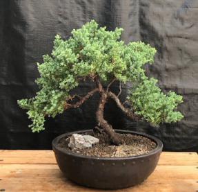 Juniper Bonsai Tree - Trained <br><i>(juniper procumbens nana)</i>