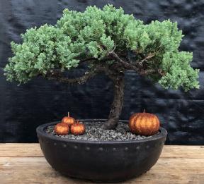 Juniper Bonsai Tree - Trained <br><i>(juniper procumbens nana)</i>