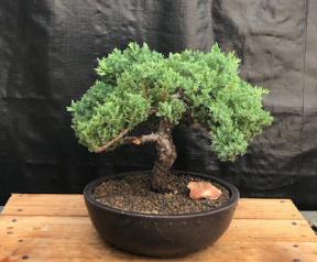 Juniper Bonsai Tree - Trained <br><i>(juniper procumbens nana)</i>