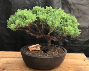 Juniper Bonsai Tree - Trained <br><i>(juniper procumbens nana)</i>