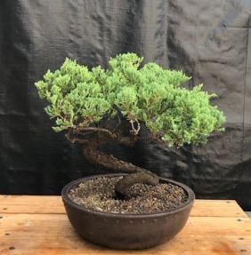 Juniper Bonsai Tree - Trained <br><i>(juniper procumbens nana)</i>