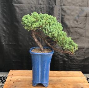 Juniper Bonsai Tree - Cascade Style <br><i>(juniper procumbens nana)</i>