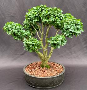 Japanese Boxwood Bonsai Tree<br>Pom Pom Style<br><i>(Boxus 'moris midget')</i>