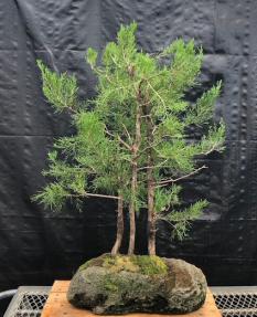 Eastern Red Cedar Bonsai Tree<br>3 Tree Forest Group in Feather Stone Base<br>(juniperus virginiana)</i>