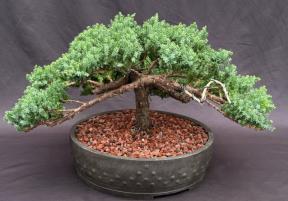 Juniper Bonsai Tree - Trained in Jin Style <br><i>(juniper procumbens nana)</i>