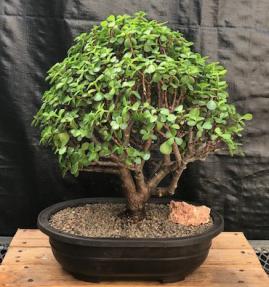 Baby Jade Bonsai Tree<br><i>(Portulacaria Afra)</i>