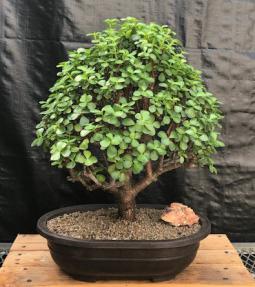 Baby Jade Bonsai Tree<br><i>(Portulacaria Afra)</i>