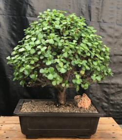 Baby Jade Bonsai Tree<br><i>(Portulacaria Afra)</i>