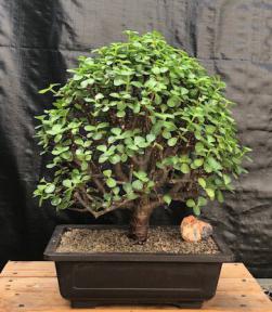 Baby Jade Bonsai Tree<br><i>(Portulacaria Afra)</i>