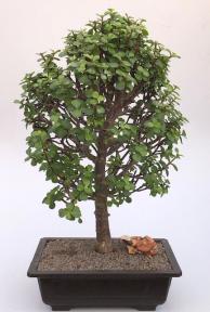 Baby Jade Bonsai Tree<br><i>(Portulacaria Afra)</i>