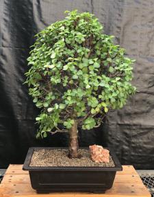 Baby Jade Bonsai Tree<br><i>(Portulacaria Afra)</i>