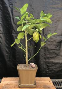 Flowering Buddhas Hand Citrus Bonsai Tree<br>(Citrus medica var. sarcodactylis)