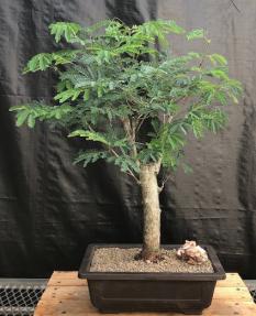 Flowering Horseflesh Mahogany Bonsai Tree <br><i>(lysiloma sabicu)</i>