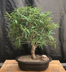 Willow Leaf Ficus Bonsai Tree<br><i>(Ficus Nerifolia/Salisafolia) </i>