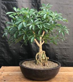 Hawaiian Umbrella Bonsai Tree<br>Roots Growing Over Rock <br><i>(Arboricola Schefflera 'Luseanne')</i>