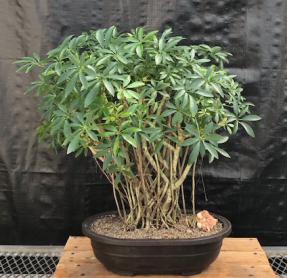 Hawaiian Umbrella Bonsai Tree<br>Banyan Style<br>(arboricola schfflera)