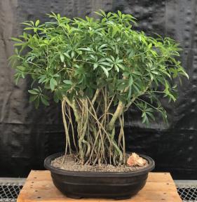 Hawaiian Umbrella Bonsai Tree<br>Banyan Style<br>(arboricola schfflera)