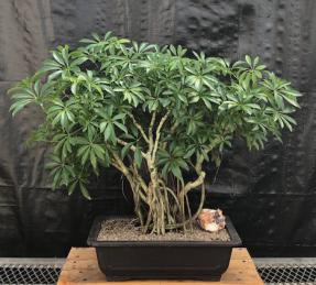 Hawaiian Umbrella Bonsai Tree<br>Banyan Style<br>(arboricola schfflera)