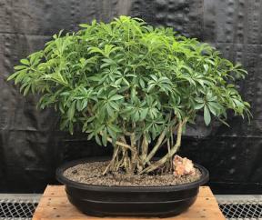 Hawaiian Umbrella Bonsai Tree<br>Banyan Style<br>(arboricola schfflera)