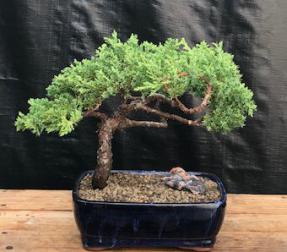 Juniper Bonsai Tree - Trained <br><i>(juniper procumbens nana)</i>