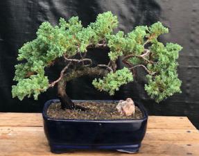 Juniper Bonsai Tree - Trained <br><i>(juniper procumbens nana)</i>