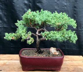 Juniper Bonsai Tree - Trained <br><i>(juniper procumbens nana)</i>