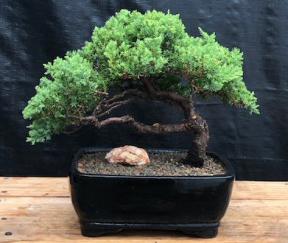 Juniper Bonsai Tree - Trained <br><i>(juniper procumbens nana)</i>