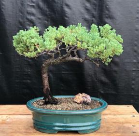 Juniper Bonsai Tree - Trained <br><i>(juniper procumbens nana)</i>