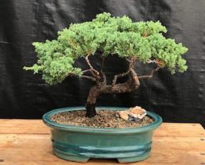 Juniper Bonsai Tree - Trained <br><i>(juniper procumbens nana)</i>