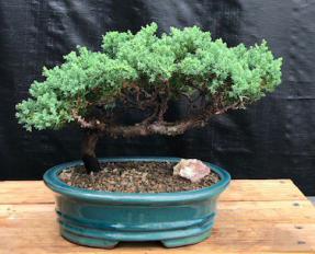 Juniper Bonsai Tree - Trained <br><i>(juniper procumbens nana)</i>