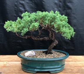 Juniper Bonsai Tree - Trained <br><i>(juniper procumbens nana)</i>