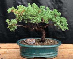 Juniper Bonsai Tree - Trained <br><i>(juniper procumbens nana)</i>