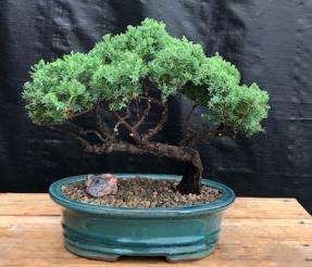 Juniper Bonsai Tree - Trained <br><i>(juniper procumbens nana)</i>