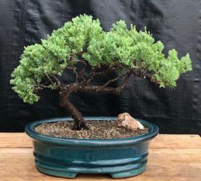 Juniper Bonsai Tree - Trained <br><i>(juniper procumbens nana)</i>